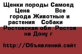 Щенки породы Самоед › Цена ­ 20 000 - Все города Животные и растения » Собаки   . Ростовская обл.,Ростов-на-Дону г.